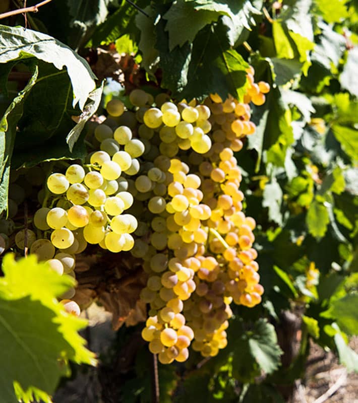 prodotti vino