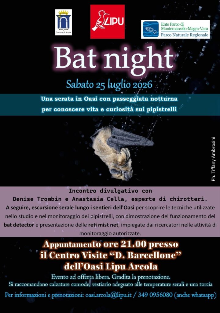Lipu pipistrelli